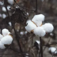 Cotton