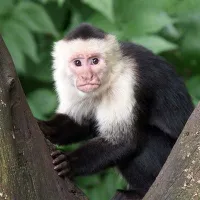 monkey