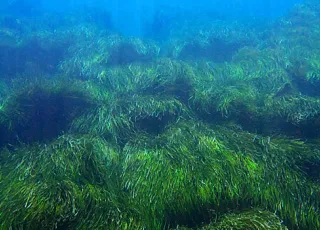 posidonia-oceanica