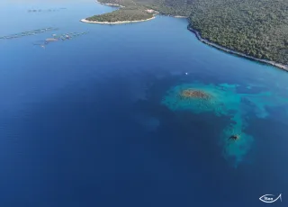 λιβάδια Ποσειδωνίας